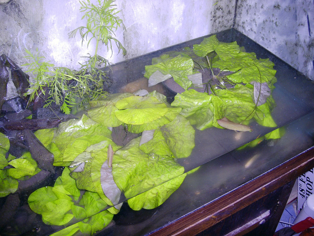 Nymphaea minuta Aug 29 06 outside shade Image035